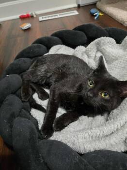 Rescue Domestic Short Hair Cats for Adoption in Overland Park, Kansas - Matilda | PetCurious