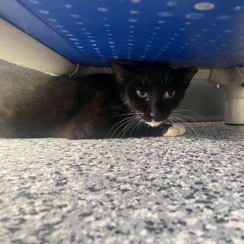 Rescue Domestic Short Hair Cats for Adoption in Lakeland, Florida - Australia | PetCurious