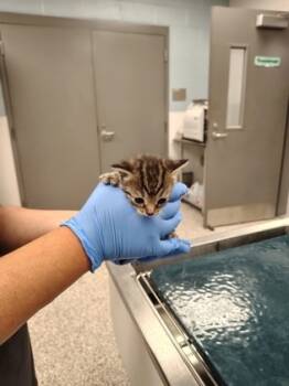 Rescue Domestic Short Hair Cats for Adoption in Gastonia, North Carolina - 59385728 | PetCurious