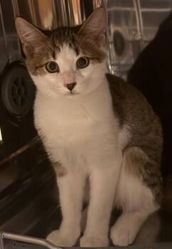 Lenni -  Domestic Medium Hair Cat for Adoption in Duxbury, Massachusetts - Lenni | PetCurious