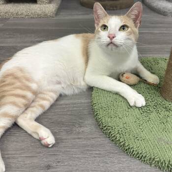 Gracie -  Domestic Short Hair Cat for Adoption in Blaine, Minnesota - Gracie | PetCurious