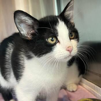 Taco -  Domestic Short Hair Cat for Adoption in Matteson, Illinois - Taco | PetCurious