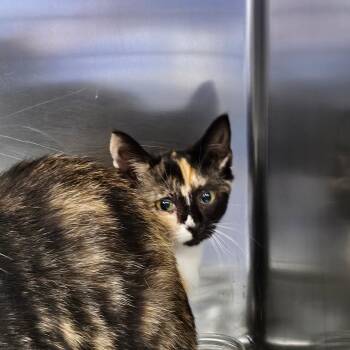 Popcorn -  American Shorthair Cat for Adoption in Greensboro, North Carolina - Popcorn | PetCurious