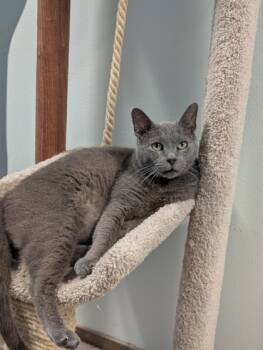 Rescue Domestic Short Hair Cats for Adoption in Cumming, Georgia - Patrick Star 1681-24 | PetCurious