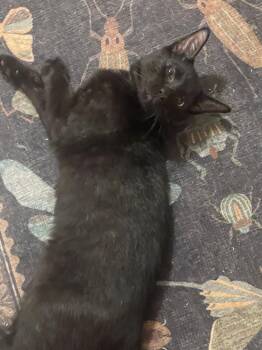 Carbon -  Domestic Short Hair Cat for Adoption in Walled Lake, Michigan - Carbon | PetCurious