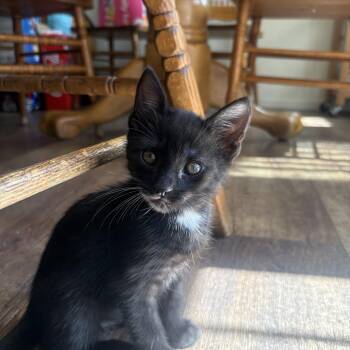 Little oreo -  Domestic Medium Hair Cat for Adoption in Sonora, California - Little Oreo | PetCurious