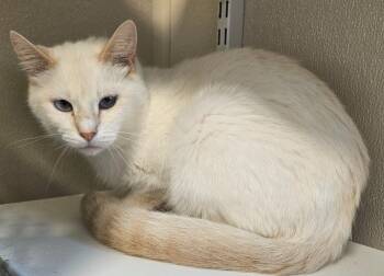 Rescue Domestic Short Hair Cats for Adoption in Fremont, Ohio - Stella | PetCurious