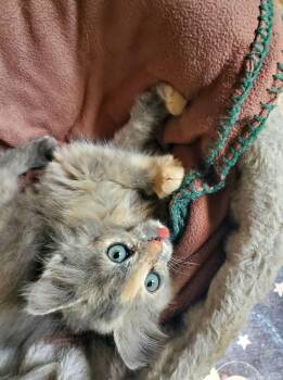 Mezcal -  Domestic Long Hair Cat for Adoption in Manhattan, Kansas - Mezcal | PetCurious