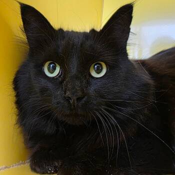 Domestic Medium Hair Cats Available for Adoption in Abilene, Texas - Kiki | PetCurious