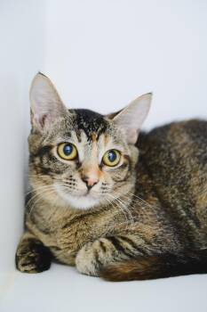 Domestic Short Hair Cats Available for Adoption in Honolulu, Hawaii - Firefly | PetCurious