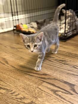 Jessie -  Domestic Short Hair Cat for Adoption in Riverdale, New Jersey - Jessie | PetCurious