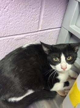61307705 -  Domestic Short Hair Cat for Adoption in El Paso, Texas - 61307705 | PetCurious