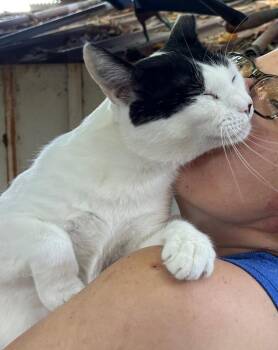 Slinky -  Domestic Short Hair Cat for Adoption in Woodland, California - Slinky | PetCurious