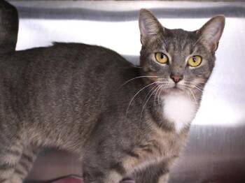Rescue Domestic Short Hair Cats for Adoption in Tallahassee, Florida - VEX | PetCurious
