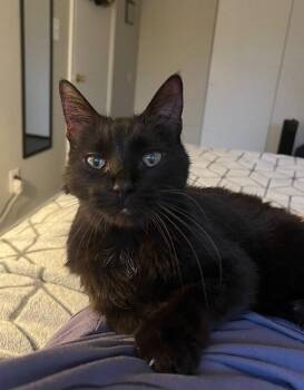 Lillith -  Domestic Short Hair Cat for Adoption in Fort Collins, Colorado - Lillith | PetCurious