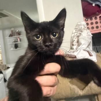 Yokai Carter -  Domestic Short Hair Cat for Adoption in Eagle Mountain, Utah - Yokai Carter | PetCurious