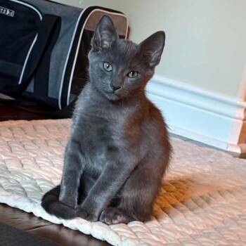 Lando -  Russian Blue and Domestic Short Hair Cat for Adoption in Houston, Texas - Lando | PetCurious