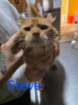 Rescue Highland Fold Cats for Adoption in Zimmerman, Minnesota - Steve | PetCurious