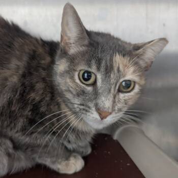 Candy -  Domestic Medium Hair Cat for Adoption in Springfield, Illinois - Candy | PetCurious