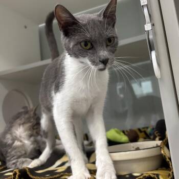 Eowyn -  Domestic Short Hair Cat Available for Adoption in Jupiter, Florida - Eowyn | PetCurious