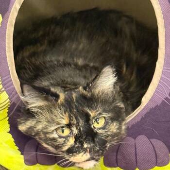 Gerti -  Domestic Long Hair Cat for Adoption in Carroll, Iowa - Gerti | PetCurious