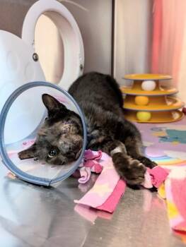 Domestic Short Hair Cats Available for Adoption in Pleasanton, California - Elfin | PetCurious