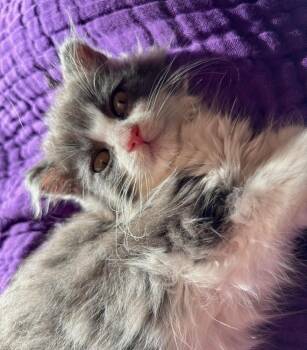 Bubbles -  Domestic Medium Hair and Domestic Long Hair Cat Available for Adoption in Wilmington, North Carolina - Bubbles | PetCurious