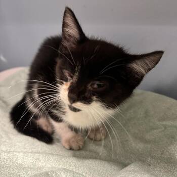 Hemi -  Domestic Short Hair Cat for Adoption in Chattanooga, Tennessee - Hemi | PetCurious