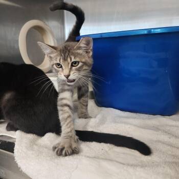Athena -  Domestic Short Hair Cat for Adoption in Evensville, Tennessee - Athena | PetCurious