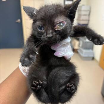 Raphael -  Domestic Short Hair Cat for Adoption in Newark, New Jersey - Raphael | PetCurious