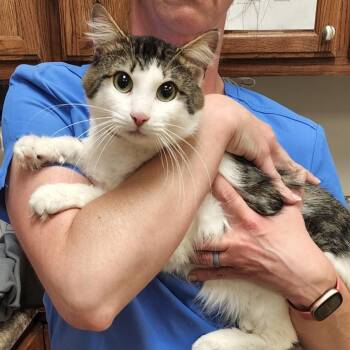Domestic Medium Hair Cats Available for Adoption in Tupelo, Mississippi - Edgar - 050511U | PetCurious