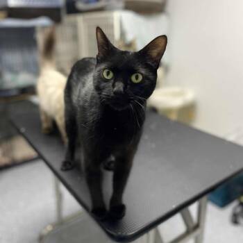 Rescue Domestic Short Hair Cats for Adoption in Royal Oak, Michigan - Azura | PetCurious