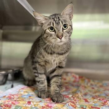 Douglas -  Domestic Short Hair Cat for Adoption in Bullhead City, Arizona - Douglas | PetCurious