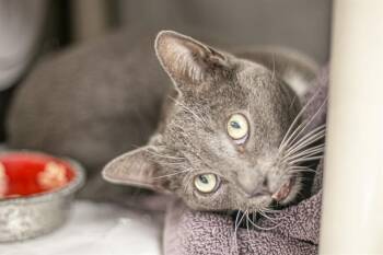 HUDSON -  Domestic Medium Hair Cat for Adoption in Charlotte, North Carolina - HUDSON | PetCurious