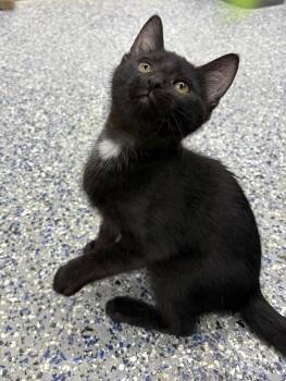 Michael Banks -  Domestic Short Hair Cat for Adoption in Mishawaka, Indiana - Michael Banks | PetCurious