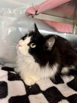 Sasha -  Domestic Long Hair Cat for Adoption in Midland, Michigan - Sasha | PetCurious