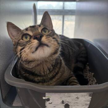 Domestic Short Hair Cats Available for Adoption - CW | PetCurious