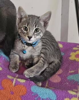 Loki -  Domestic Medium Hair Cat for Adoption in Burbank, California - Loki | PetCurious