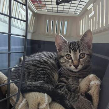 Sweet Pea -  Domestic Short Hair Cat for Adoption in Abbotsford, British Columbia - Sweet Pea | PetCurious
