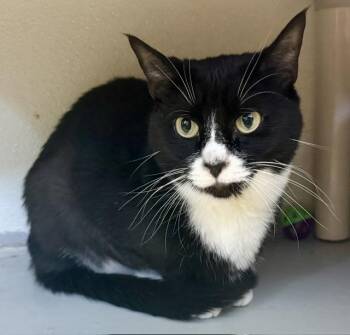 HALI -  Domestic Short Hair Cat for Adoption in Sarasota, Florida - HALI | PetCurious