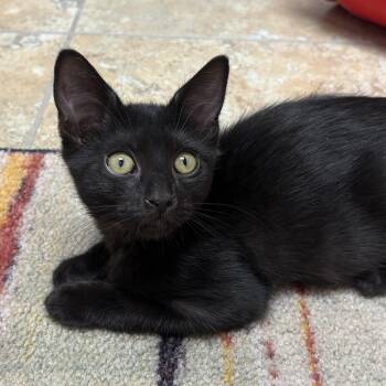 Milly -  Domestic Short Hair Cat for Adoption in Fountain Hills, Arizona - Milly | PetCurious