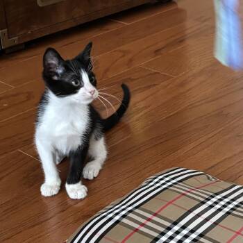Como -  Domestic Short Hair Cat for Adoption in Houston, Texas - Como | PetCurious