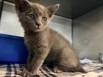 Liberty -  Domestic Short Hair Cat for Adoption in Huntington, Indiana - Liberty | PetCurious
