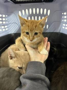 Adrian -  Domestic Short Hair Cat for Adoption in Morristown, Tennessee - Adrian | PetCurious