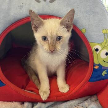 Sparky -  Domestic Short Hair and Siamese Cat for Adoption in Pittsburg, Kansas - Sparky | PetCurious
