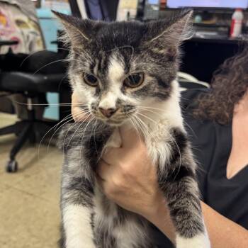 Steve -  Domestic Short Hair Cat for Adoption in Birmingham, Alabama - Steve | PetCurious