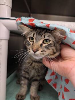 Robot -  Domestic Medium Hair Cat for Adoption in Santa Rosa, California - Robot | PetCurious
