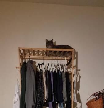 Domestic Short Hair Cats Available for Adoption - Harmony | PetCurious