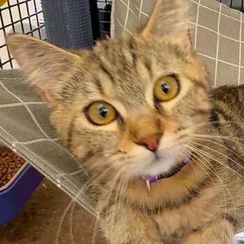 Domestic Short Hair Cats Available for Adoption in Portland, Oregon - Biscuit | PetCurious
