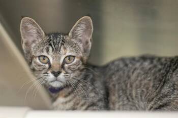 A1271160 -  Domestic Short Hair Cat for Adoption in Charlotte, North Carolina - A1271160 | PetCurious